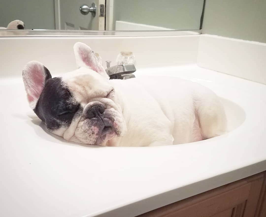 Manny The Frenchieのインスタグラム：「Do not disturb! 💤 #Mondaymood」