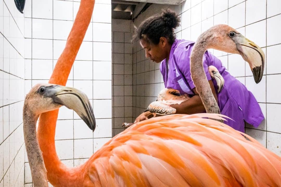 ナショナルジオグラフィックさんのインスタグラム写真 - (ナショナルジオグラフィックInstagram)「Photo by @jasperdoest  After a few weeks in quarantine, three juvenile flamingos are ringed before being released back to the salt marsh. They arrived at @fdoccuracao weak and malnourished, but under the veterinary care of my cousin Odette, they were released successfully. During their recovery they had no contact with people (aside from Odette) or other birds, to avoid possible disease spread. But during the ringing process, Bob—a veteran rescue flamingo that couldn't be released back to the wild due to a chronic injury—was there to comfort them. Follow @jasperdoest for more images of Flamingo Bob, who is slowly becoming instafamous. #flamingobob #meetbob #flamingo #birdrescue #flamingolove  Check out Nat Geo's link in bio for more on this story.」9月1日 7時36分 - natgeo