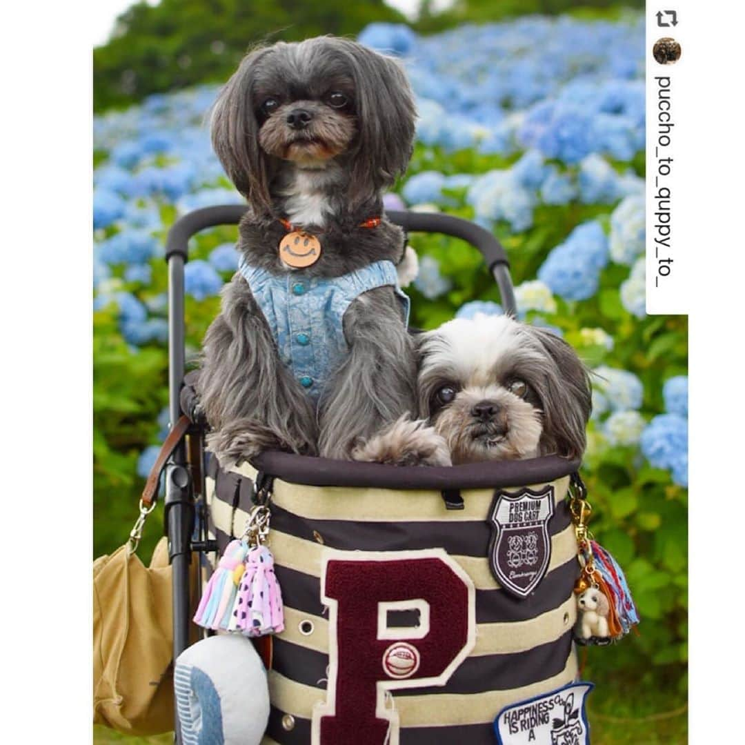 大原かおりさんのインスタグラム写真 - (大原かおりInstagram)「♡♡♡ 🐶シーズーMixの ぷっちょちゃん&クッピーちゃん @puccho_to_quppy_to_ ☺︎ #Otty商品 リポスト ❤︎ Otty×天使のカート ☺︎ ボーダーカートに乗ってくれている、ぷっちょちゃんとクッピーちゃん🐶🐶🛒💕 ボーダーカートの白い部分がマジックテープのメス(ループの柔らかい生地)になっているので、マジックテープワッペンでカスタムしてくれています♡ ☺︎ ぷっちょちゃん、パンダ好きのマダム様に沢山褒めてもらって良かったねっ❣️ クッピーちゃん、アザラシ好きの人に出会えます様に🦛💕笑 長年、Ottyカートを使ってくださって本当にありがとうございます🐶🎐💓 ⑅◡̈⑅ #Ottyの夏 #シーズー #Mix犬 #ぷっちょ #クッピー #ドッグカート #犬用カート #わんことの暮らし #🐶❤️ ♔∴∵∴∴∵∴♔∴∵∴♔∴∵∴♔∴∵∴♔∴∵∴♔∴∵∴♔∴∵∴♔∴∵∴♔∴∵∴♔ repost @puccho_to_quppy_to_ 2020.07.22 * * * 蔵出しいつかの紫陽花写真(笑) #気仙沼 #赤坂公衆園  もう一回見たかったなー(笑)  先日、お散歩中に 素敵なマダムに声かけられました♪  素敵な色だわー ゴージャスねー こういう色味好きだわー 顔もかわいいわー と、誉めちぎりながら ぷっちょを撫でてくれました(笑)  そしてマダムはさらに続けました  私パンダが好きなのー と(笑) やっぱりね(笑) あたしもパンダだと思う(笑)  ぷっちょ パンダに似てて得したね(笑) クッピーもアザラシ好きな人に 出会えるといいね(笑) * * * #天使のカート #ottyコラボカート  #シーズーMIX #MIX #ワンコ #いぬ #犬 #DOG #鼻ぺちゃ #ぺろんちょ #たらこ唇  #ぶさかわ犬 #もふもふ #もっふーり #食いしん坊 #多頭飼い #たらこちゃん #へのじちゃん」9月1日 7時37分 - oharagaori_otty