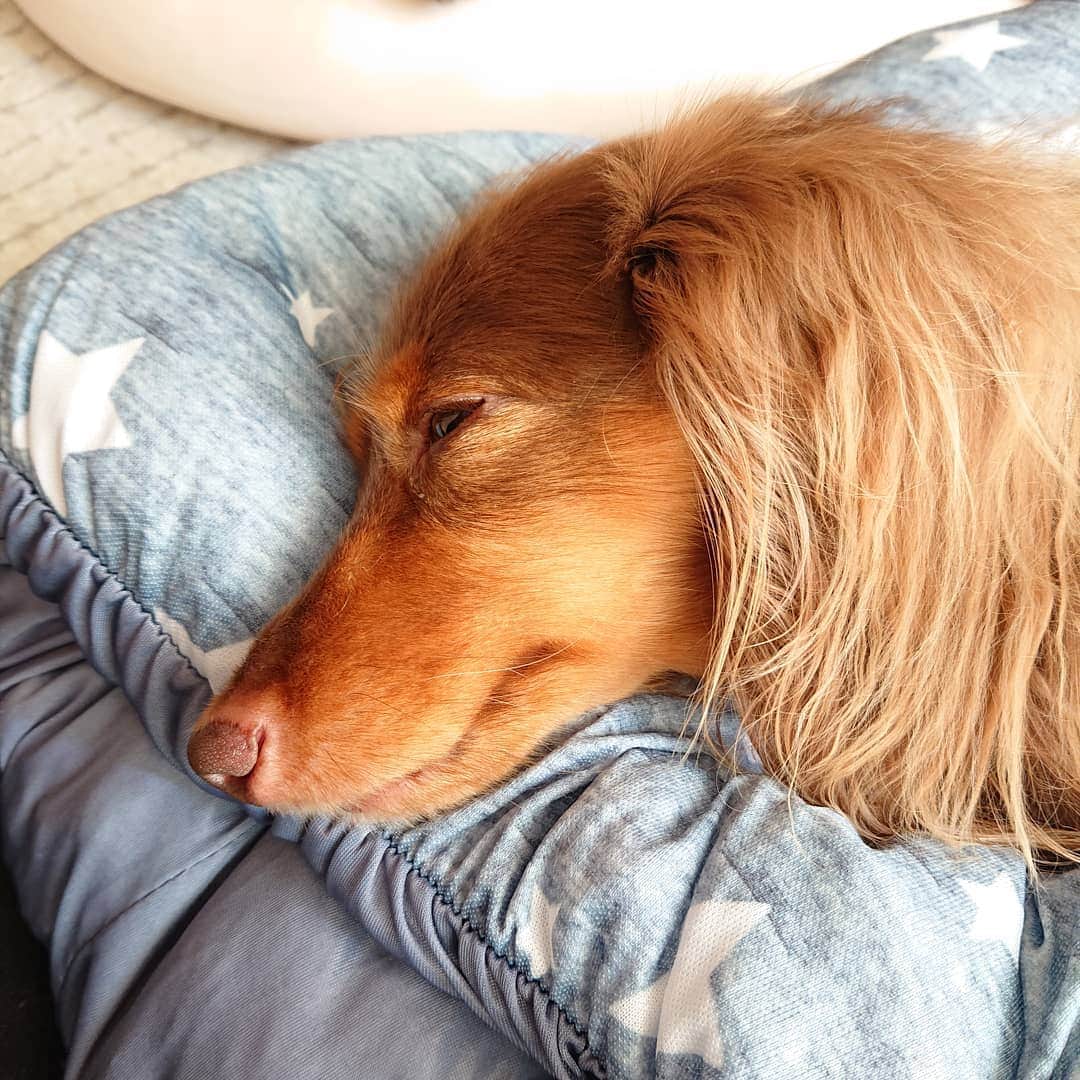 くるみんのインスタグラム：「* いつも、微笑んでいるように寝る子  #カニンヘンダックスフント #カニンヘン #カニンヘンダックス #カニンヘンダックスフンドの日常 #カニンヘンの会 #カニンヘンダックスフンド #チョコタンダックスフント #チョコタンダックスフンド #チョコタンダックス #チョコタン #ダックスlove #ダックス多頭飼い #ダックスフント #ダックスフンドカニンヘン #ダックス部 #ダックス大好き #ダックスフンド #ダックス #いぬばか部 #いぬすたぐらむ #短足部 #all_dog_japan #east_dog_japan #dachshundgram #dachshund #dachs #dogstagram #instagramdog #instadachs #わんこなしでは生きていけません会」