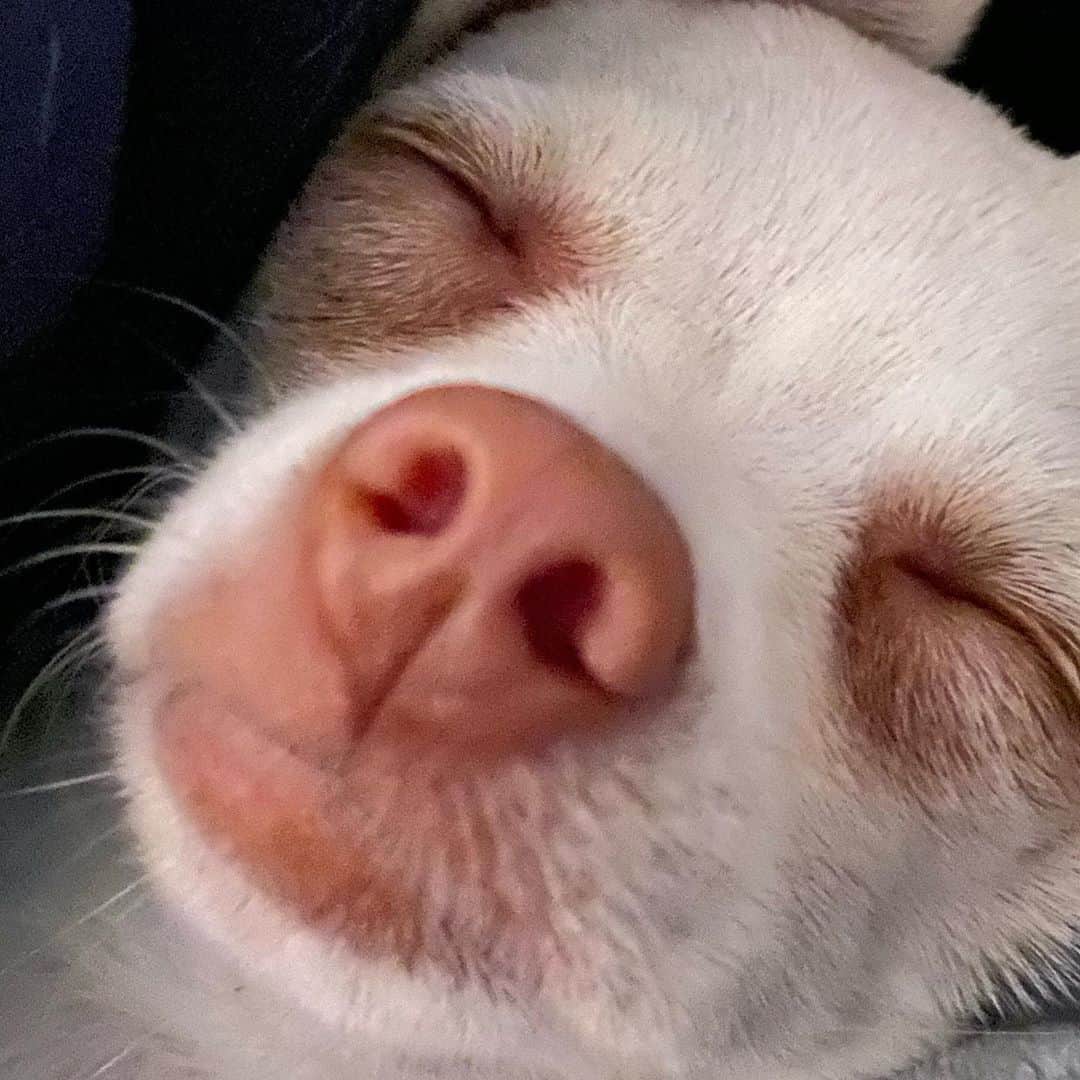 マーガレット・チョーさんのインスタグラム写真 - (マーガレット・チョーInstagram)「Up close! #dogsofinstagram #chihuahua #rescuedog」9月1日 8時50分 - margaret_cho