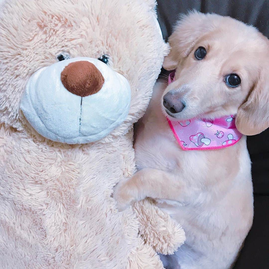菅長愛子のインスタグラム：「🐶🍄🐻  🐶愛犬(らぶ♀10歳)ミニチュアダックス  らぶ🐶🍄🍄(秋シーズンでキノコスカーフ🧣)  お家の中のともだちと🐻📷 おてて添えてて可愛い🐾  今日から9月🍠 私が9月はとても運気が良いとお客様が調べて下さって教えてくれました😭❤️ 9月は色んな動きがあるかなー🤤←  2020年も残り4か月ですね。 身体第一でいきましょう🌼  #犬のいる暮らし #ミニチュアダックス #ミニチュアダックスフンド #犬のいる生活 #犬好きな人と繋がりたい #いぬすたぐらむ #いぬのきもち #わんすたぐらむ #わんこのいる生活 #らぶ #🐶 #dogstagram #dog #dogs #doglover #family #love #diet #ダイエット #ダイエット仲間募集」