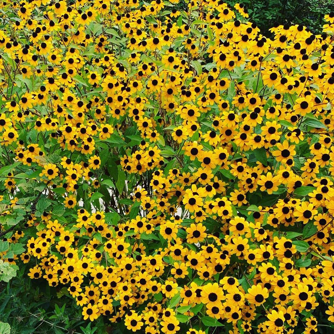 クリステン・コノリーのインスタグラム：「🌻💛🌻💛🌻 #foryourmonday」