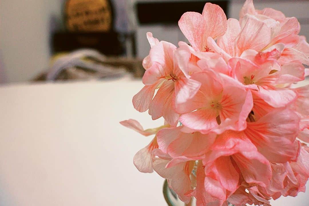 秋山ゆずきのインスタグラム：「. . ピンクのゼラニウムが 綺麗に咲いてくれてるよ✨ 花が落ちてきちゃってたので 切り花に‪‪☺︎‬  ピンクのゼラニウムさんの花言葉は 【決意】【決心】らしい🧏‍♀️  今日から9月！！！  嬉しい。  みなさんの目に映る世界が キラキラでHappyで 優しくありますように！  私にもあたたかいものでありますように🕊  #ゼラニウム #今日から9月 #START」