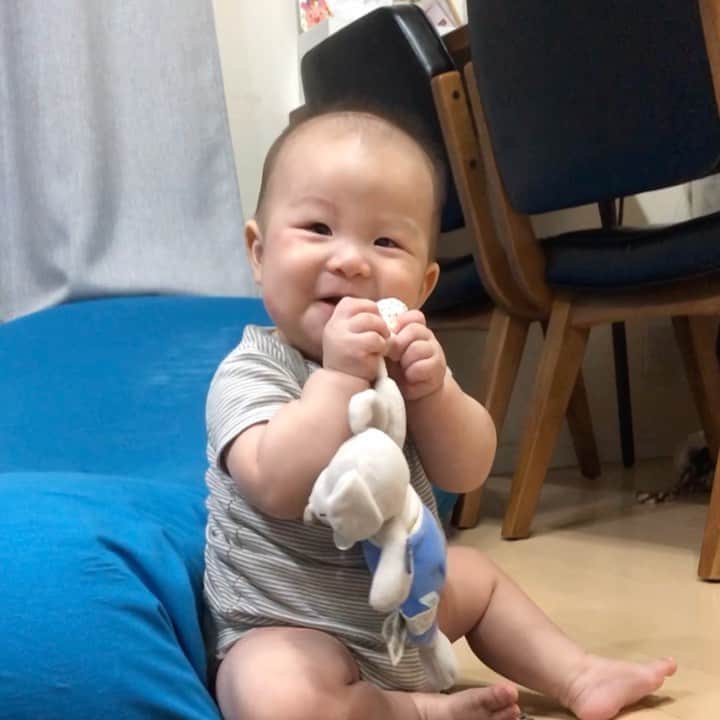 川島章良のインスタグラム：「. . .  めっちゃ笑ってくれる。  パパだと認識したのかな？  バァーっていうだけで笑ってくれる。  可愛いやつめ。  チュって言ってみたらより笑ってくれた。  おいおい男どうしだぞ  しかりしろよ。きっぺい君。  可愛いなー  #しかし #顔 #蚊 #刺されまくり #赤ちゃん #きっぺいくん  #チュ #きっぺい動画」