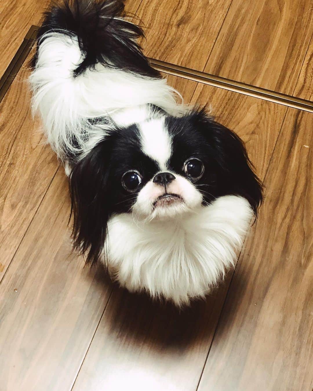juntowaのインスタグラム：「きゅうりを欲しがっています。#欲しい顔#可愛い顔」
