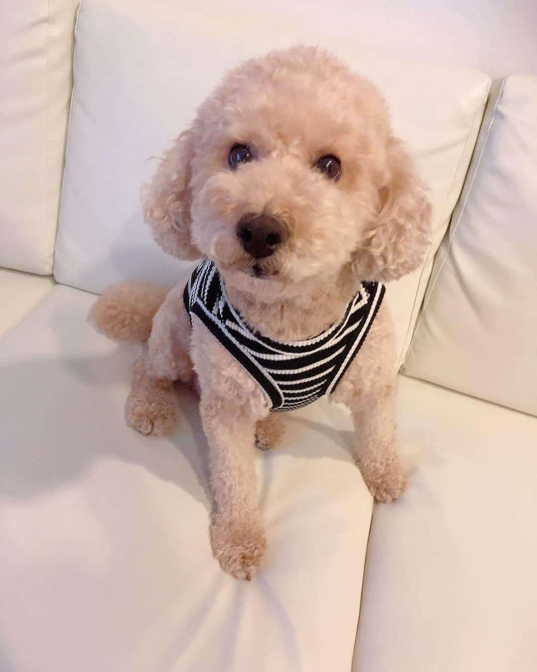 高橋沙弥華のインスタグラム：「@moncheri.dogのサマーニット🐩❤  秋冬の服👕💓かわええ😍 🐖ちゃんなのでXLサイズでぴったり🙆‍♀️  （ぷうに加工かけてみた😂）  #犬服 #dogwear #ふわもこ部 #犬 #ドッグウェア #わんこのいる生活 #犬のいる暮らし #dog」