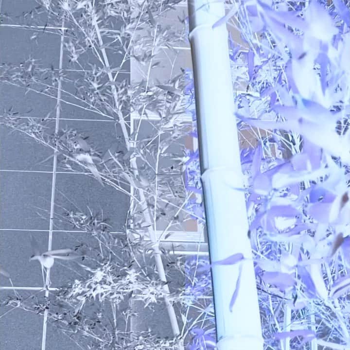 LISACHRISのインスタグラム：「"sukisukisuki"  ft. @iamrealnene 👘🎐」