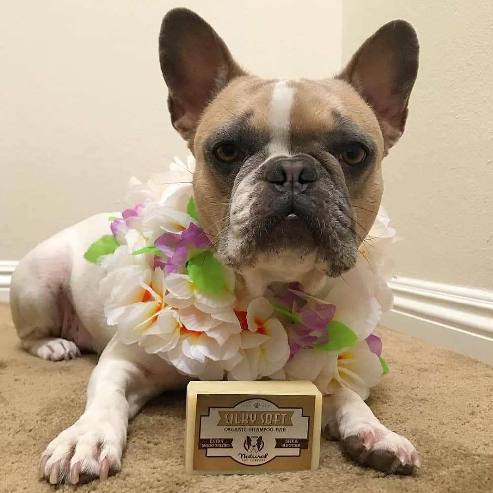 Regeneratti&Oliveira Kennelさんのインスタグラム写真 - (Regeneratti&Oliveira KennelInstagram)「Your dog is not basic, so why use a basic soap? This all-natural Silky Soft shampoo bar is ultra-moisturizing and will leave your pup super cuddly and soft. You will even notice that your dog dries faster and without that awful wet dog smell! . ⭐ SAVE 20% off @naturaldogcompany with code JMARCOZ at NaturalDog.com  worldwide shipping  ad 📷: @cheriethesurfdog . . . . . #frenchiepetsupply #frenchiesofinsta #pugsofinsta #frenchbulldog #frenchiesofinstagram #pug #frenchies #reversibleharness #frenchiehoodie #thedodo #frenchieharness #dogclothes #dogharness #frenchiegram #dogsbeingbasic #frenchieoftheday #instafrenchie #bulldogs #dogstagram #frenchievideo #cutepetclub #bestwoof #frenchies1 #ruffpost #bostonterrier #bostonsofig #animalonearth #dog」9月1日 20時47分 - jmarcoz