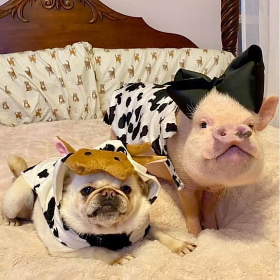 Priscilla and Poppletonさんのインスタグラム写真 - (Priscilla and PoppletonInstagram)「Be kind to all kinds! Happy #TwinTuesday from Pigtail and Posey!🐷🐮🐶#friendsnotfood #pigandpug #PosingPosey #Pigtailthepug #PrissyandPop」9月1日 20時59分 - prissy_pig
