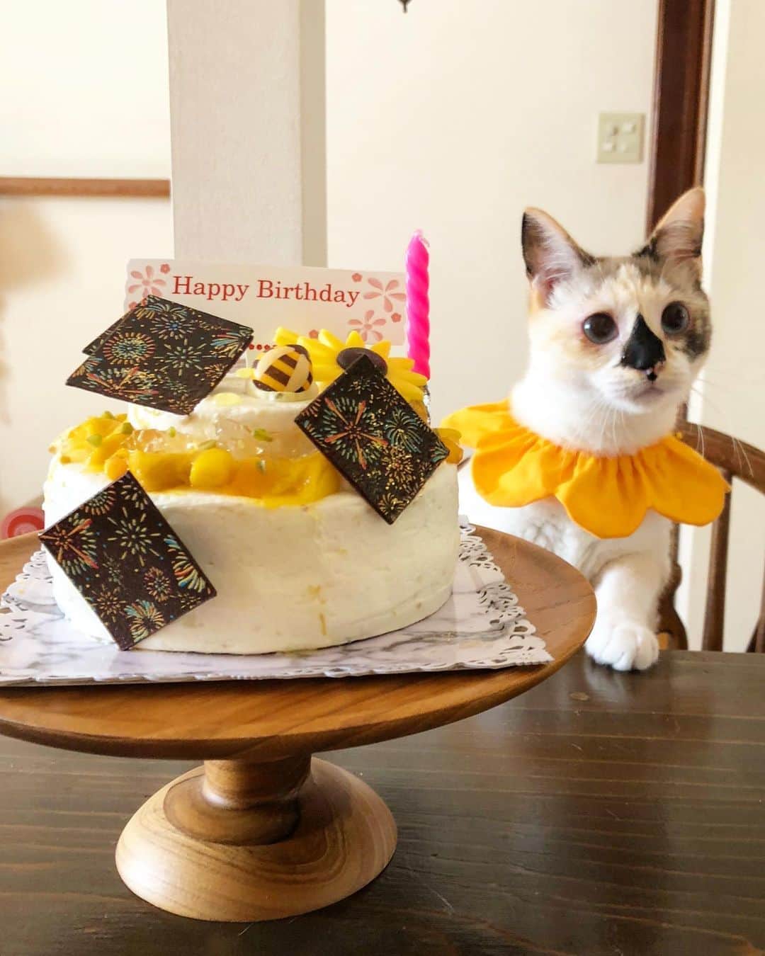 maimocotoさんのインスタグラム写真 - (maimocotoInstagram)「Happy Birthday Chico🐨 今日9月1日はチコの推定お誕生日🎂1歳になりました✨昨日までの限定の夏のケーキでお祝いしたよ🐝ちーのイメージにピッタリ🎇 まだ我が家へ来て半年ちょっとだけど、子猫のお世話もしてくれる、頼りになるお姉ちゃまになった気がします❤︎ 2月の寒い時までお外で暮らしていたから、その時の猫風邪の後遺症で、現在結膜炎の治療中です。目薬と飲み薬頑張っています！これからちーがモコくらいのおばあちゃんになるまで可愛さ更新していくと思うと、楽しみでたまりません❤︎ ちーちゃん、これからもよろしくね😘 ＊ ＊ 『ちー、プレゼントは子猫がいいな❤︎』 ＊ ＊ #子猫大好きチコ #バースデーガール #無事に1歳 #栃木県出身 #甘えん坊のぷーちゃん #えいととぷーちゃんにもお祝いしてもらったよ」9月1日 12時19分 - maihimemoco