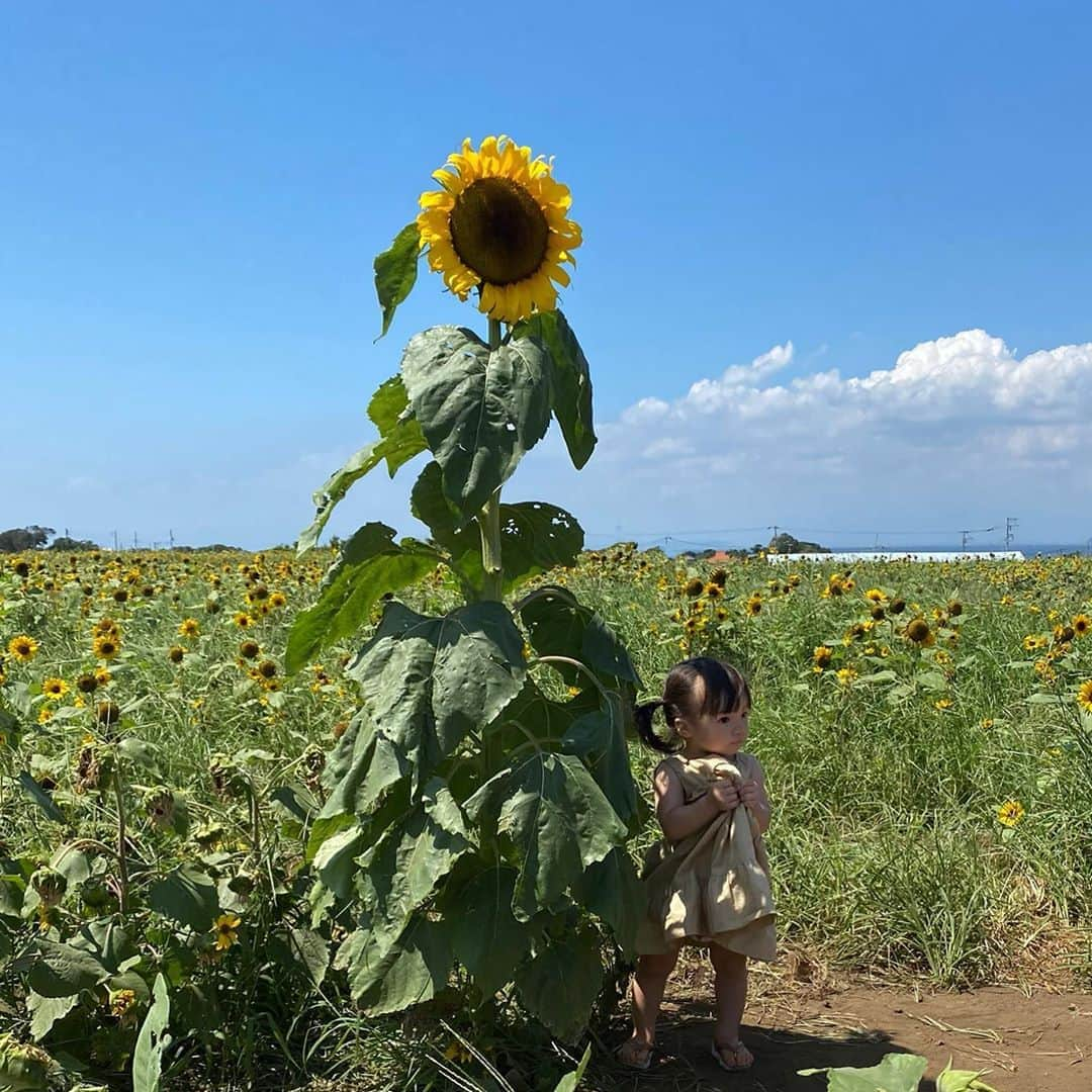 長谷川あやさんのインスタグラム写真 - (長谷川あやInstagram)「🌻🌻🌻#kanagawa#trip#travel#japan#あや旅成長日記#小夏のいる生活#ソレイユの丘#ひまわり畑 ・ ・ ・ 夏を終わらせまいと最後の力を 振り絞って咲いていたひまわり💛 ・ 並んだ小夏がとってもちっちゃーーく見える👧💓」9月1日 12時56分 - ayasuke_0516