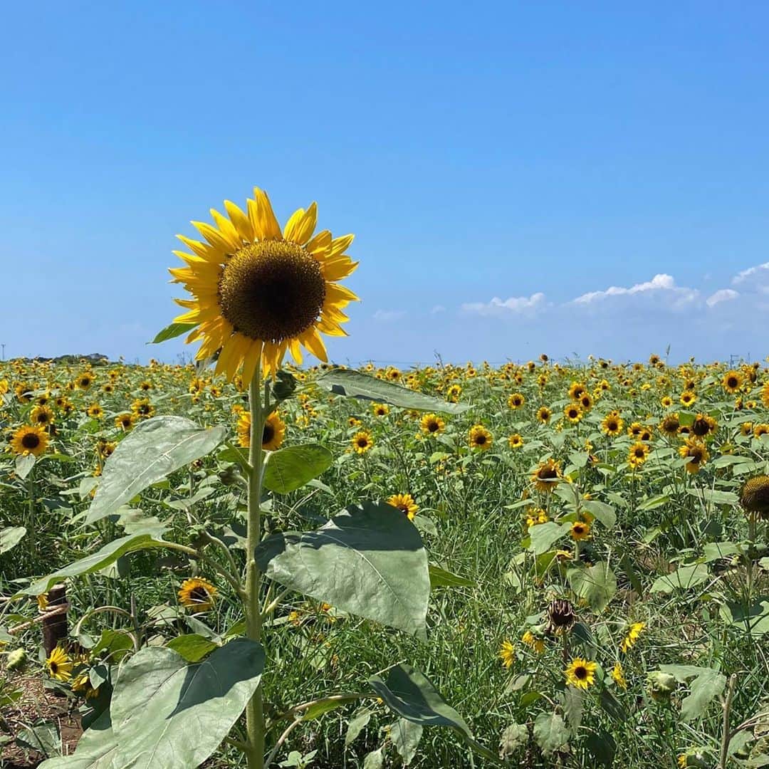 長谷川あやのインスタグラム：「🌻🌻🌻#kanagawa#trip#travel#japan#あや旅成長日記#小夏のいる生活#ソレイユの丘#ひまわり畑 ・ ・ ・ 夏を終わらせまいと最後の力を 振り絞って咲いていたひまわり💛 ・ 並んだ小夏がとってもちっちゃーーく見える👧💓」