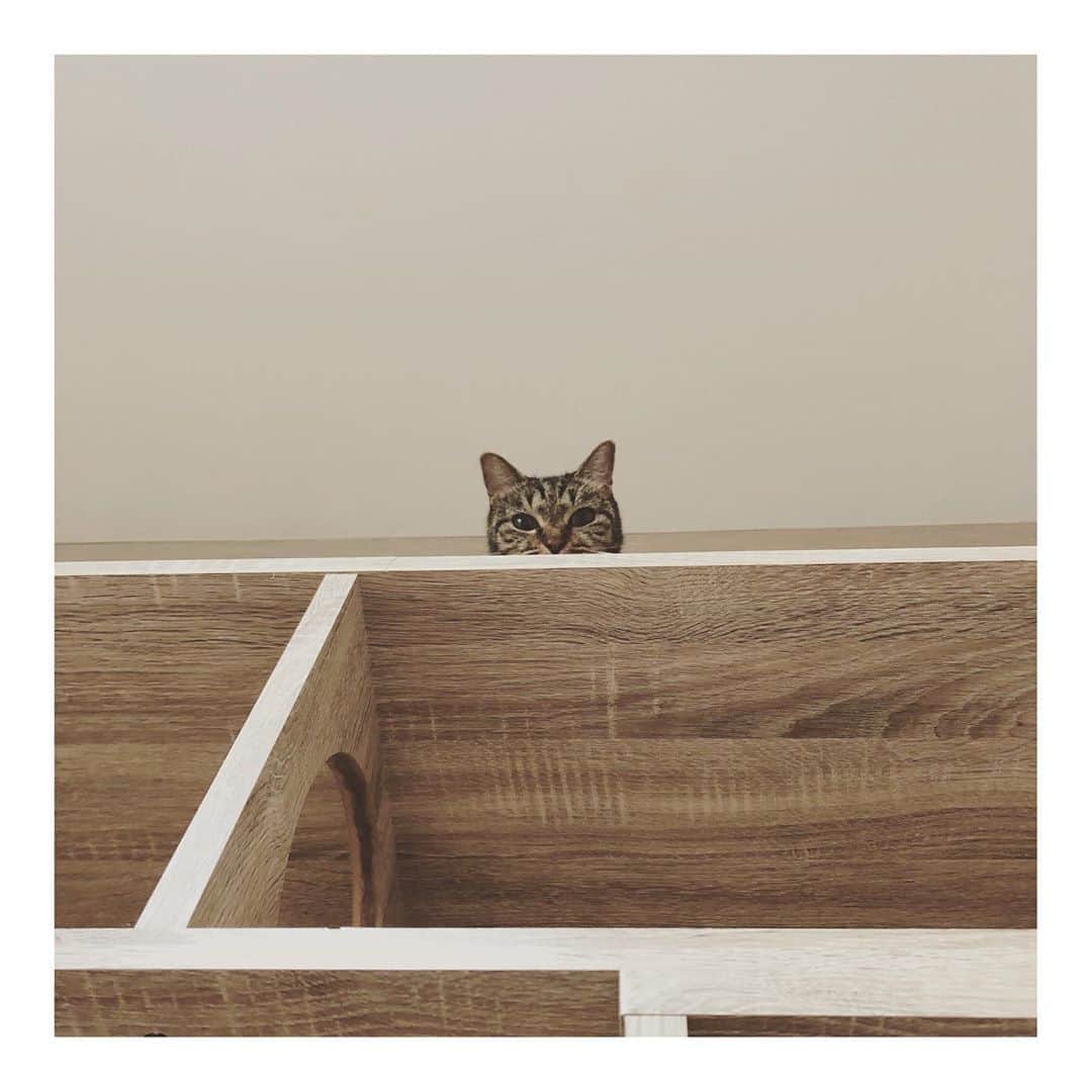 こむぎのインスタグラム：「* しゅうまろぽん(最近のしゅうくんの呼び方) 私がごまちゃんのお腹に顔を埋めて喜びに浸っているところを見てた😂  9月になりましたね！ 早いーーー今年は本当に早い💦 崩壊現場のレスキューは昨年の10月から現場に行き始めたけど、一足早く入ってワクチンを打ったのが9/10でした💦 今月はまたみんなのワクチンです💦  最初は成猫が多すぎて、しかも抜歯手術が必要な子が何匹いるかもわからない状態でどうなることになるかと思いましたが、皆様のご協力のおかげで無事に抜歯が必要な子たちの手術を終えて現場は残り6匹に！！  何とか年内にはゼロを目指して頑張ります👍🏻✨✨  また近々今月のほしいものリストを作りますのでご協力お願いします〜🙇🏻  そしてワクチン代も現在残っている支援金で支払いは出来るものの、預かりさんのところへお願いしている子たち含めて約20匹分のワクチンが必要なので、またこれも近々ザビエル首輪のチャリティーウェブショップをやろうかな〜と思ってます🤗  私も青井さんもあくまでも個人のボランティアなので、仕事や家のことをしながら、家に引き出した猫たちのお世話、現場のこと、里親さん預かりさんとのやりとりやフォローなどなどをしている感じです💦  ザビエル首輪は私の母にも手伝ってもらい、色んなことの隙間にせっせと作ってますー😂 こちらもご協力いただけたら嬉しいです🤗  忙しくて中々インスタも更新出来てないけど、せめて現場の数がゼロになったら片道1時間弱かけてお掃除お世話に通わなくて良くなるし、その分里親募集の方に力を入れられるかな😆✨ あと少しファイトー🔥  #岐阜多頭崩壊レスキュー 里親募集中の子たちの詳細→ @comugineko  プロフィールにあるストーリーのハイライトに以前にアップした崩壊現場のことや我が家にいる里親募集中の子たちをまとめてます🤗 良かったらご覧ください〜🙏🏻」