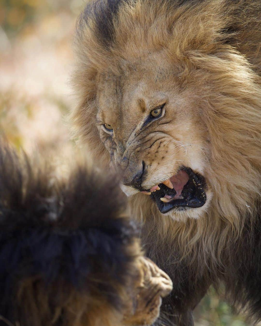 Kevin Richardson LionWhisperer さんのインスタグラム写真 - (Kevin Richardson LionWhisperer Instagram)「Lions who have lived together most of their lives do scrap from time to time. People often wrongly think that because they are coalition males, they never fight. It’s like saying human siblings never fight because they’re family. It’s all part of life and sometimes scraps can get violent but for the most part it’s all bark and no bite, like in this photo. When you witness a fight there’s a lot of growling, slapping and biting, but when the dust settles there is little more than a bit of saliva left on the victim. What I’ve always found incredible throughout my career is the fact that such a powerful animal has such precise control over its jaw and paw pressure and it’s not an all or nothing action when they lash out. 📸 @nombekana #lionfight #lion #dominance #bigcat #bigcatsofinstagram #allbarknobite #growl #aggression #lions」9月1日 14時00分 - lionwhisperersa