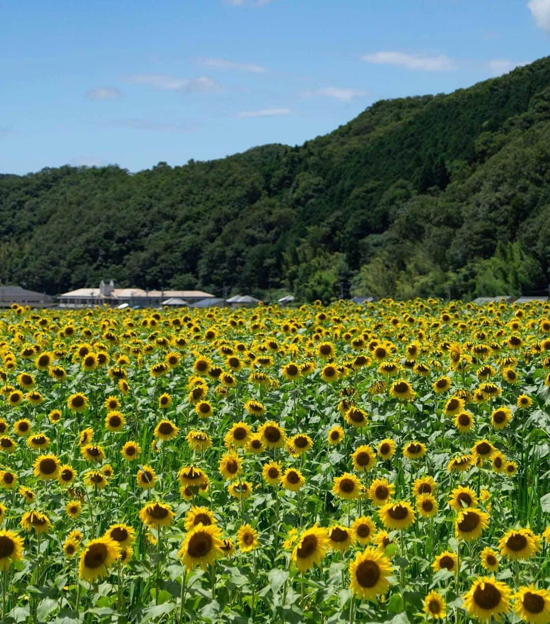 詩歩さんのインスタグラム写真 - (詩歩Instagram)「🌻﻿ ﻿ ひょうご観光本部さんが主催する「”グッ”とくるひょうご Instagramフォトコンテスト」にて、審査員を務めさせていただくことになりました！﻿ @hyogonavi_official﻿ ﻿ 兵庫県内で撮影された写真が対象となります📷﻿ もちろんスマホでもOK！　﻿ ﻿ 金賞の方には「神戸ビーフ１Kg（5万円相当）」が🤤🍖その他にも豪華賞品が用意されています！﻿ ﻿ ﻿ ＜募集期間＞﻿ 2020年8月1日(土)～9月30日(水)﻿ ﻿ ＜参加方法＞﻿ ① @hyogonavi_official をフォロー﻿ ②応募写真を決める（2019年4月以降に撮影のもの）﻿ ③ #グッとくるひょうご をつけて自分のInstagram投稿！﻿ ﻿ 詳しくは、公式アカウントをご覧くださいね✨﻿ ﻿ ﻿ なお、フォトコンの審査結果はライブ配信で発表予定！！！﻿ ﻿ こちらの日程で配信予定です、誰でも観られるのでぜひCheckしてね🎤﻿ 10/24(土) 14:45〜　（@hyogonavi_official で配信予定）﻿ ﻿ ﻿ すでにたくさんの応募をいただいていてありがとうございます🙏﻿ すでに”グッ”と来る写真ばかり・・・ですが、まだまだ1ヶ月あるので、たくさんのご応募お待ちしています😊﻿ ﻿ ﻿ ちなみに写真は昨年の夏に撮影した兵庫のひまわり畑。﻿暑い日だったからみんな元気なくて下向いちゃってるけど😂  来年の夏はまたひまわりが見に行けたらいいな😌🌱﻿ ﻿ ﻿ ﻿ ﻿ 📷2019  #shiho_hyogo﻿ 📍佐用町 南光ひまわり祭り／兵庫県﻿ 📍Nanko Sunflower Festival／Hyogo Japan﻿ ﻿ ﻿ ﻿ ©Shiho/詩歩」9月1日 14時54分 - shiho_zekkei