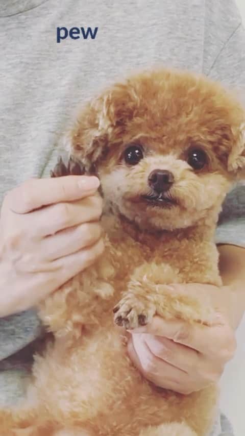 ふわのインスタグラム