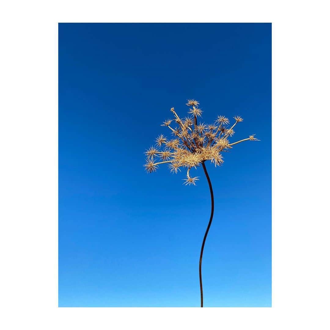 マート・アラスさんのインスタグラム写真 - (マート・アラスInstagram)「hierbas de Ibiza」9月1日 15時27分 - mertalas