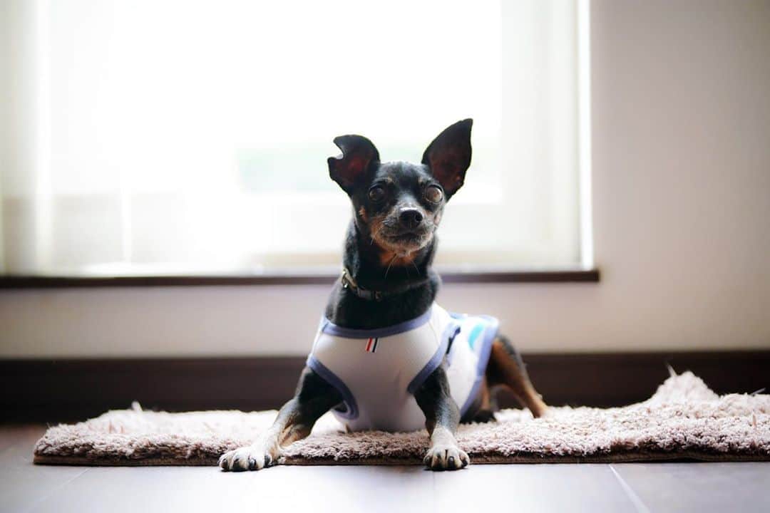 のインスタグラム：「⑅︎◡̈︎* ・ ラングと一緒にこんばんワン🐾 心の清い人にしか見えないマーブルとイヴです٩( ´◡︎` )( ´◡︎` )۶ ・ 北海道の実家には、ミニピンのラング14歳と、ビークルのコロン1歳がいます！ ・ 帰省中は4ワンコでわちゃわちゃでした。。。 ・ ラングいつまでも元気に長生きしてね♥︎︎∗︎*ﾟ ・ #ミニピン  #ミニピンブラックタン  #ミニチュアピンシャー  #dogenic #わんことおでかけ #doglife #doglover #inuくらぶ_jpn #asianfusiongrooming #inulog  #todayswanko  #inutokyo  #only_one_wan  #paw_smile_pictures #イヌトミィ  #inutome #dogsta #insta_dog #うちの子可愛く撮り隊 #わんこカメラ部 #wooftoday」