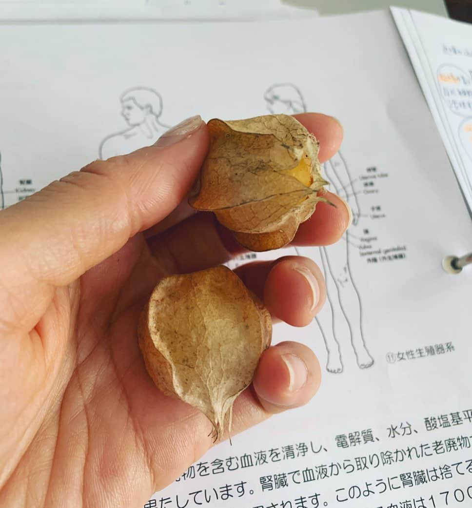 風間ゆみえのインスタグラム：「これもいただきもののホウズキ。  とても甘くて美味しかったぁ  #やつは」
