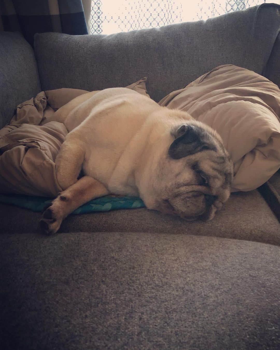 やついいちろうさんのインスタグラム写真 - (やついいちろうInstagram)「寝ている犬ほど、幸せな気持ちにしてくれるものはない  #pug #pugs #puglife #puglove #パグ #パグスタグラム」9月1日 16時03分 - yatsuiichiro