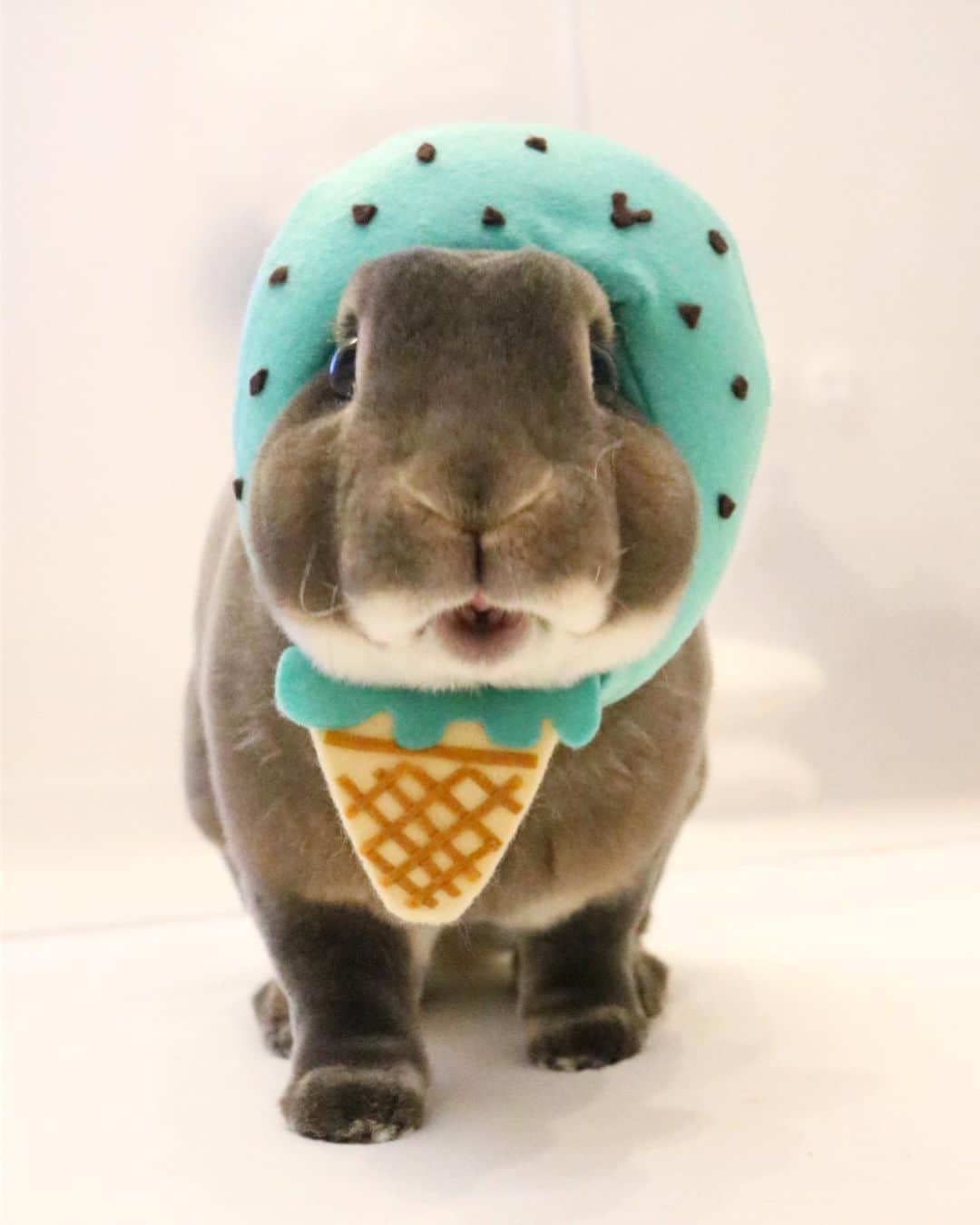Kayoのインスタグラム：「🍨 チョコミントとゴマ味のダブルにしたらこんな感じ♡ オプションでタピオカトッピングも可⚫️ ・ ・ @yuzukousagi  @shitateyausagi  いつも可愛いのをありがとです♡」