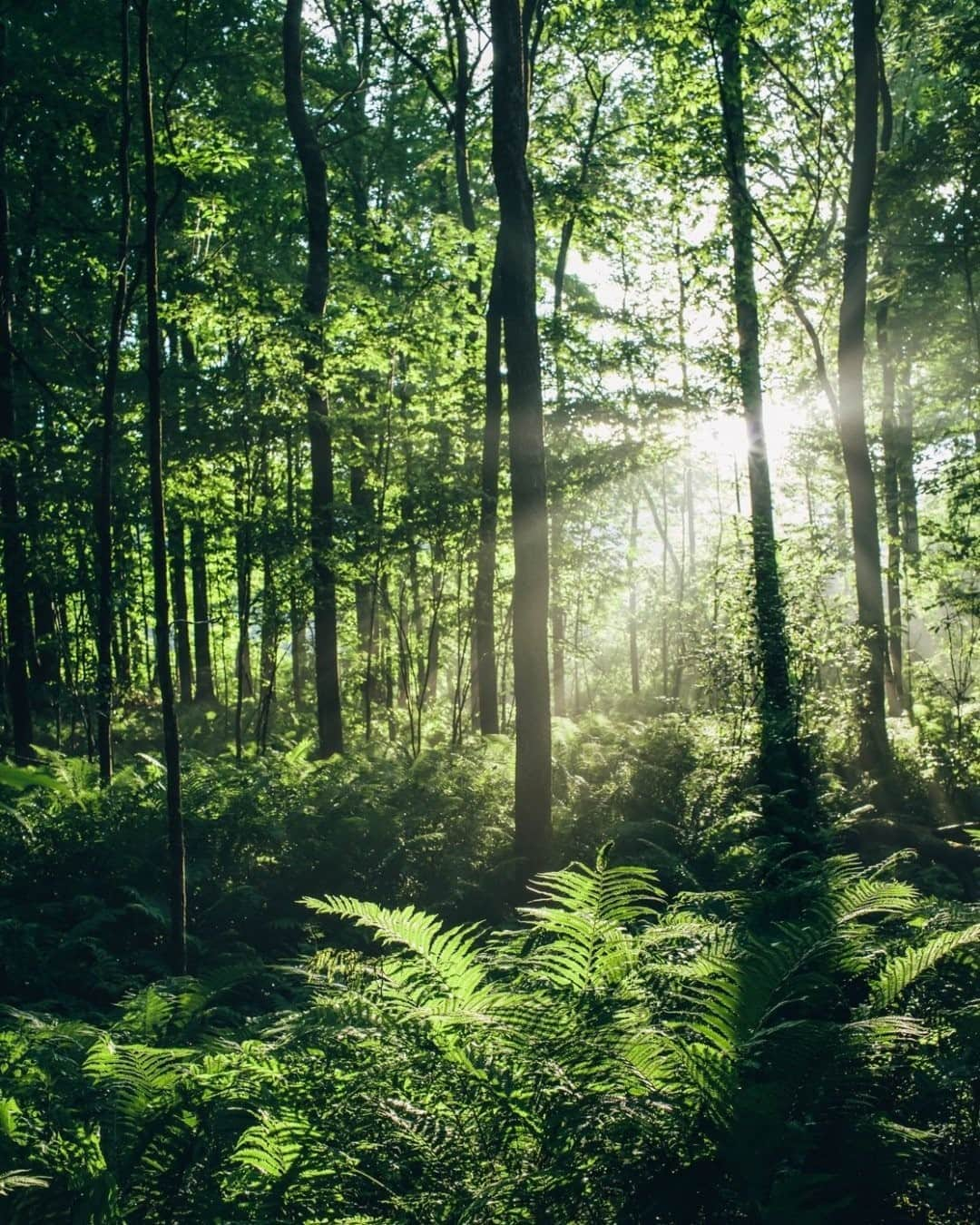 National Geographic Travelさんのインスタグラム写真 - (National Geographic TravelInstagram)「Photo by @joshuacogan  Midsummer wanderings through the hardwood forests in Vermont make for some powerful visions. Intense thunderstorms followed by the heat from the sun make moisture rise in the form of mist from the forest. The layers of light and vapor make the whole forest feel ethereal. For more journeys inward and outward, follow me @joshuacogan.」9月1日 17時08分 - natgeotravel