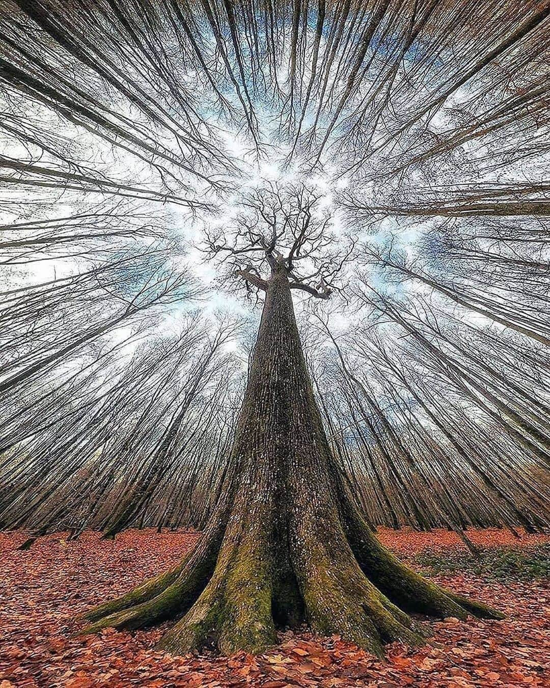 Canon Photographyさんのインスタグラム写真 - (Canon PhotographyInstagram)「What a stunning panorama! 🌳 Photography // @francoiscasanova Curated by @steffeneisenacher  #trees #tree_captures #tree_brilliance #tree_magic #france #panorama」9月1日 17時02分 - cpcollectives