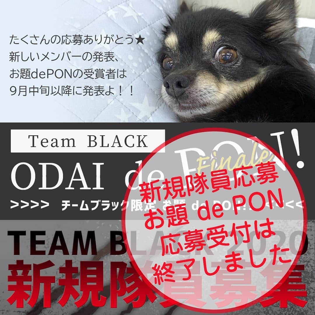 iDog&iCatのインスタグラム