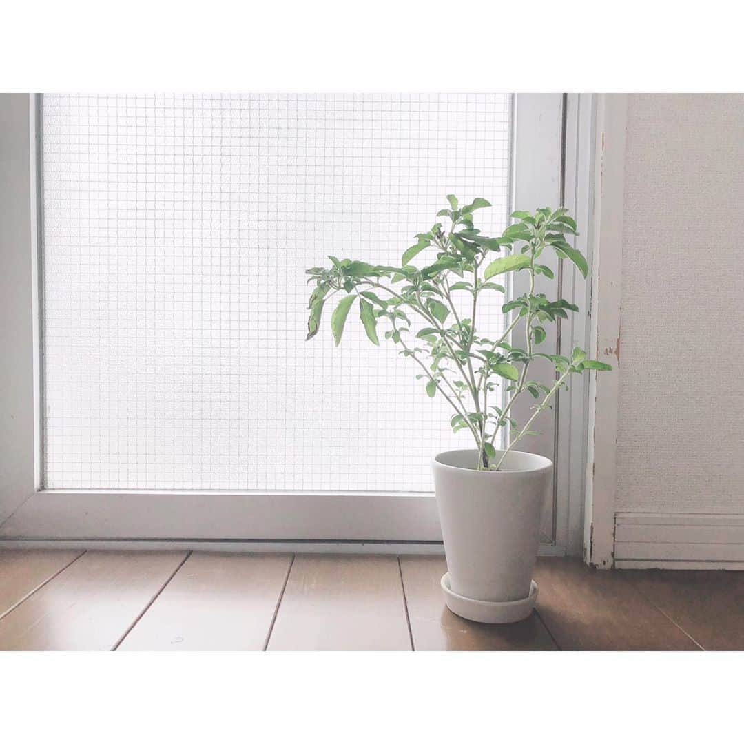 竹中友紀子のインスタグラム：「#おウチ時間   我が家のホーリーバジル。 水差ししていたら根が出てきて ついにはこんなこと(→→写真3) になってきたので、土に植え替えることに。  テーブルの上にホーリーがある景色も好きだったんだけどな。 これから土の上ですくすく育ってね。」