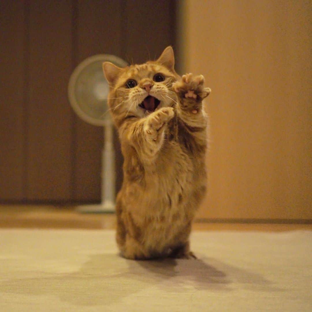 茶太郎 & きなこさんのインスタグラム写真 - (茶太郎 & きなこInstagram)「あそ〜れよいよいฅ( ⸝⸝•ᴗ•⸝⸝ )ฅ⁾⁾🎶 Chataro practice traditional Japanese dance😽👘🎶 #踊りのお稽古頑張ってるにゃ　 #日舞短足流　 #マンチカン#猫#munchkin #cat#catstagram #amazing#ねこ#茶トラ#短足#catsofinstagram#excellent_cats#9gag#cats_of_world_#instacat_meows#bestcats_oftheworld#catsofig#instacat#cats_of_instagram」9月1日 18時03分 - amaccho5160