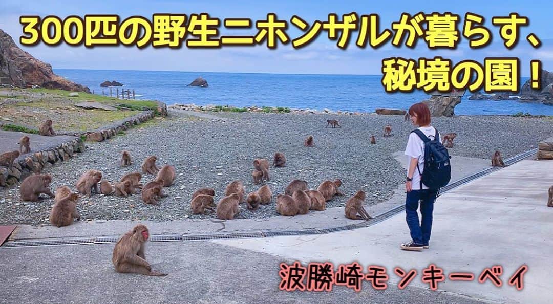 のインスタグラム：「YouTube「ゆきのんちゃんねる。」約3ヶ月ぶりの更新です🌻🌻！インスタからはプロフィールのURLから見れます！  【300匹の野生のニホンザルが暮らす、波勝崎モンキーベイに行ってきた！】 youtu.be/g0EZebJ3x-M  いいね、コメント待ってまぁす❣️  #ゆきのんちゃんねる　#波勝崎モンキーベイ　#ニホンザル」