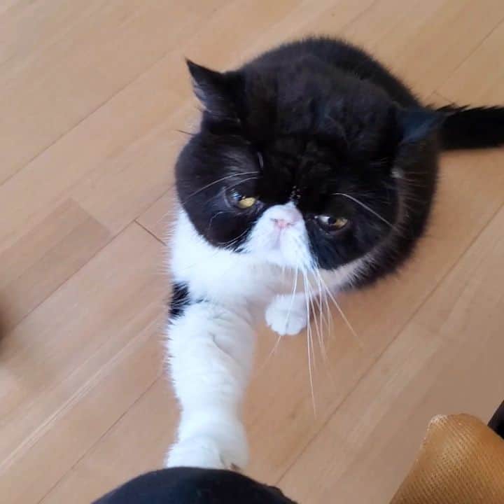 のインスタグラム：「🐼 有吉の壁を見ていたら おぷぃちゃんが ちょいちょいしてくるので 『手々ごはんしゅるの～❓』 って聞いたら おちりぷりぷりしながら 自信満々に誘導ー😂(笑) お皿のごはん そのまま食べたらどぉかしら❓🤔 なんて言いません。 お手々で姫様が食べたいと 申しているので、 何時なんどきも姫に仕えます🤭 ・ ・ ・ #ちょいちょいおぷにさん #猫動画#pecotv」