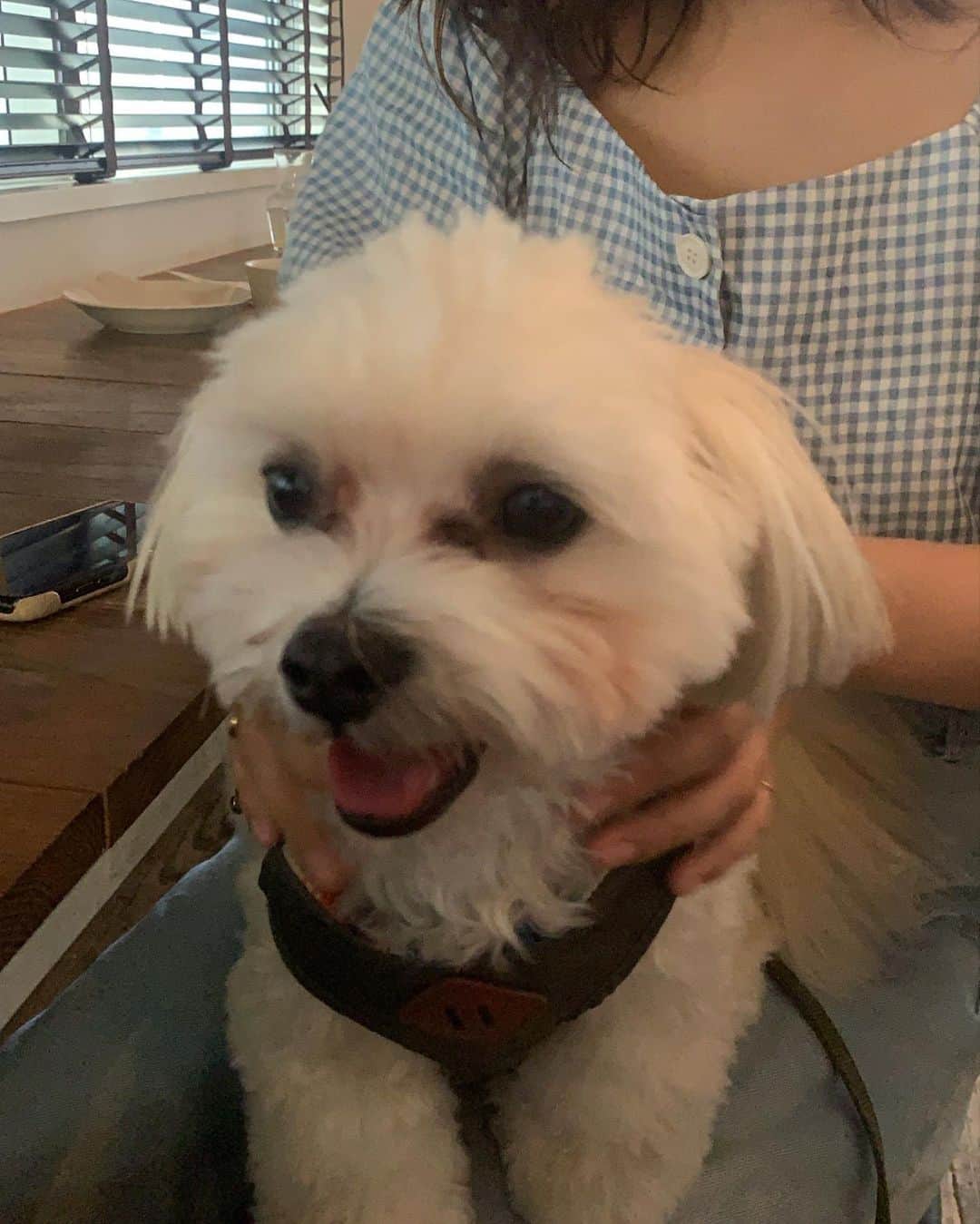 山田寿々のインスタグラム：「🐶 #いぬ #dog #ootd」