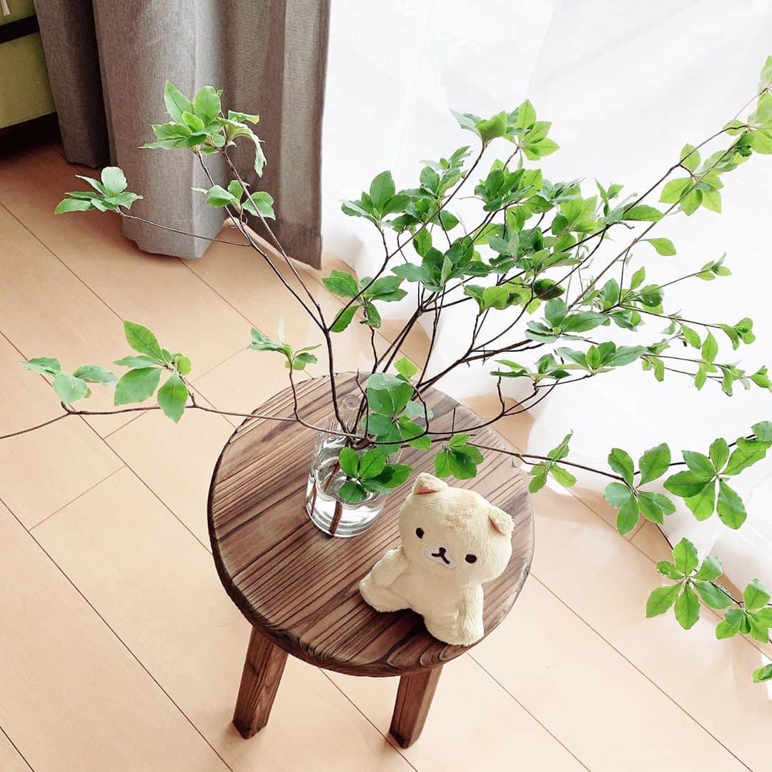 のインスタグラム：「🐱🌿✨ 　 ⠀ #plushie #plushies #plushiesofinstagram #toytravel #corocorocoronya #plushiecommunity #ころころコロニャ #ころころコロニャ応援団 #코로코로코로냐 #にゃんすたぐらむ #ぬい撮り #ぬい撮り部 #ぬい撮り写真部 #ぬい撮りさんと繋がりたい #のんびり生活 #ぬいぐるまー #卷卷面包猫」