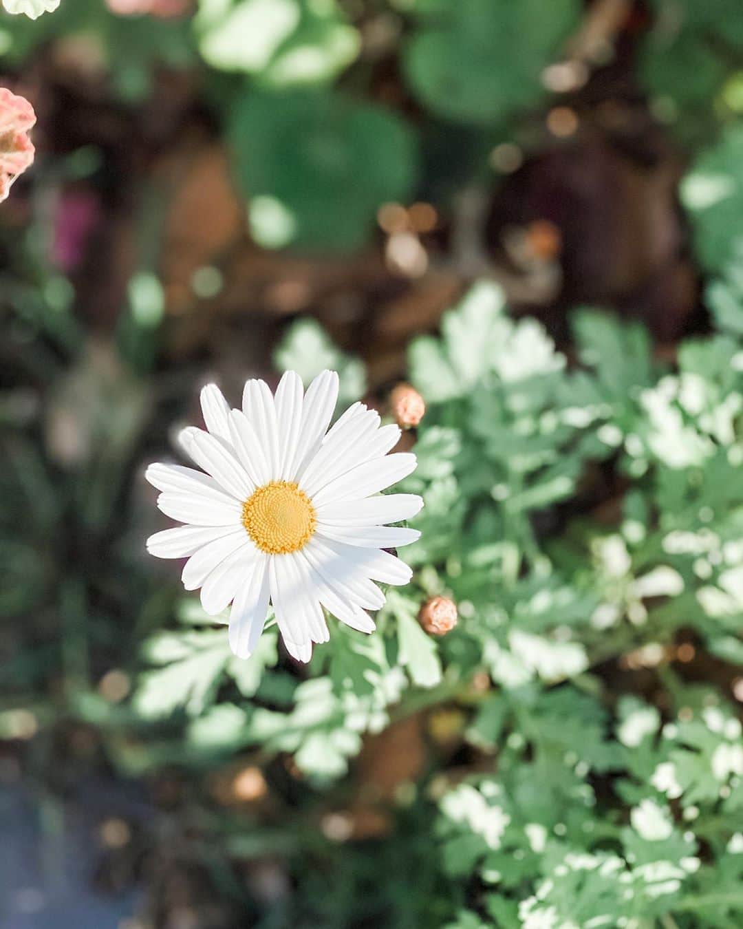 アン・カーティスのインスタグラム：「First day of Spring 🌼」
