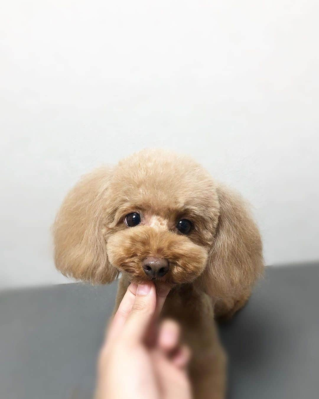 doghug (ドッグハグ) 豊洲本店のインスタグラム