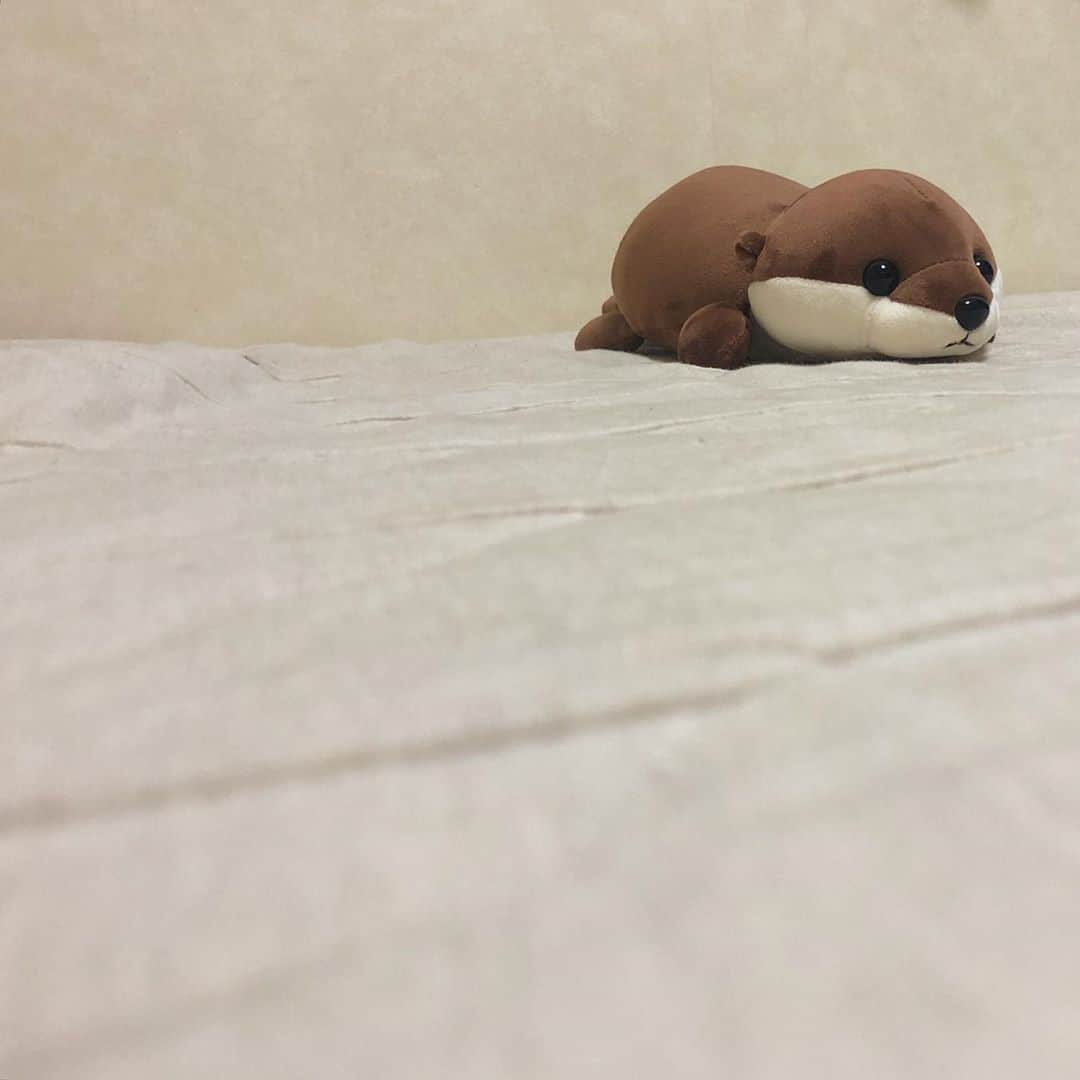 上原実矩さんのインスタグラム写真 - (上原実矩Instagram)「月初め。今日から新入り。一緒に寝る。 よろしくよろしく。 #アザラシセンパイはお嫁に」9月1日 19時03分 - miku_uehara