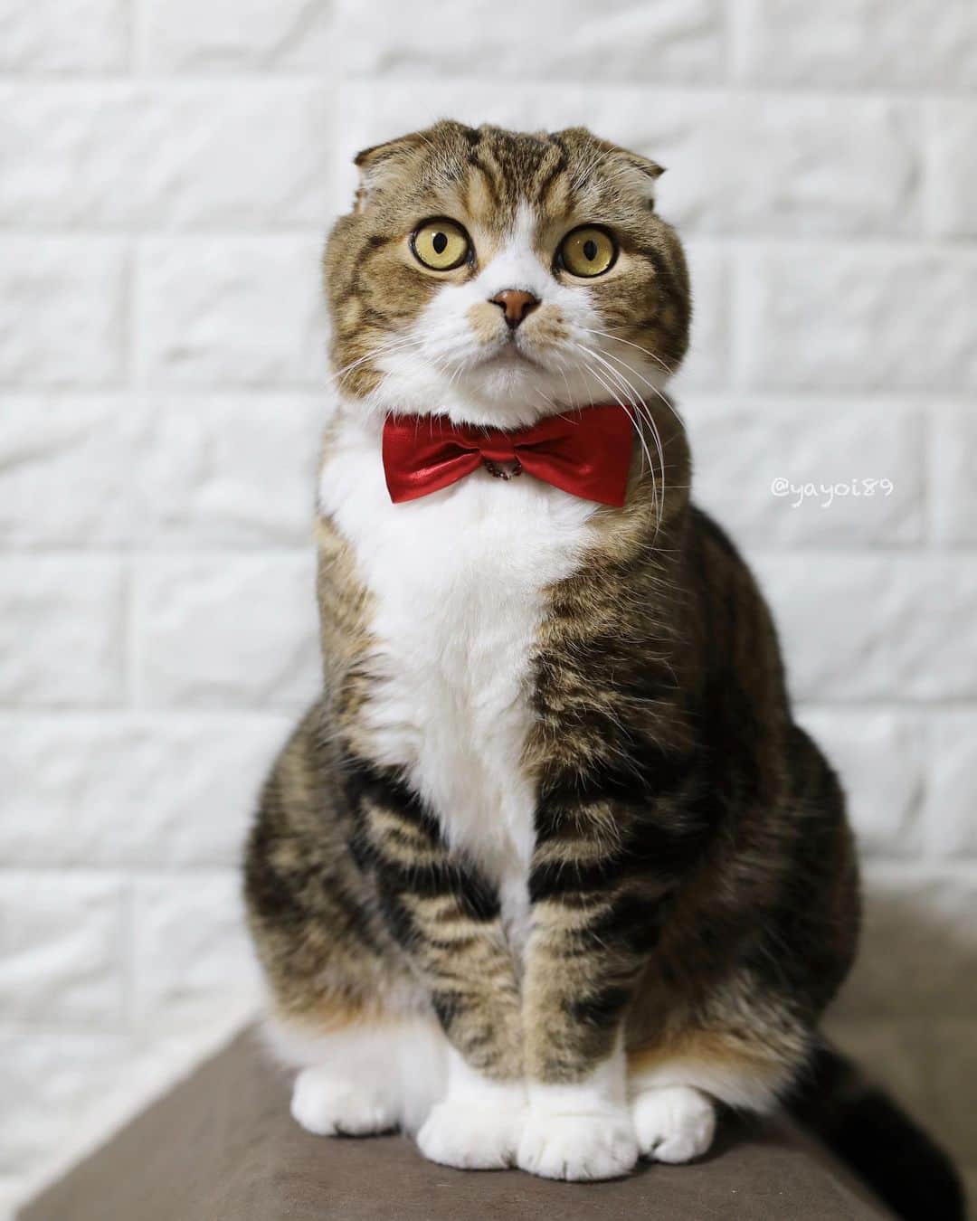 yayoi89さんのインスタグラム写真 - (yayoi89Instagram)「owl cat 🦉❤️ . フクロウみたいなうずらちゃん🦉😍  知らないで家に来て見たらきっとビックリするよね🙊  いや誰が見ても猫だろう😂 . #cat #owlcat #scottishfold #weeklyfluff #igersjp #catsofinstagram #9gag #meowed #catoftheday #cat_features #bestmeow #excellent_cats #catlife #catlovers #adorable」9月1日 19時26分 - yayoi89