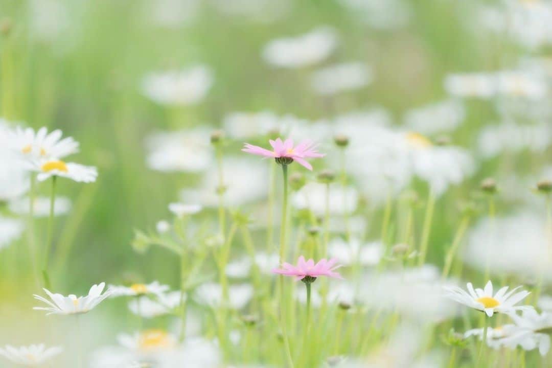 花の写真館のインスタグラム：「Photo by 小林 賢一.⠀ .⠀ Original Post[投稿いただいたURL]⠀ https://www.facebook.com/photo.php?fbid=1684624605019444⠀ .⠀ 本アカウントは、 #私の花の写真 をつけてInstagramに投稿された皆さまの花の写真や、「花の写真館」Facebookページで投稿された花の写真を紹介します。⠀ 「花の写真館」Facebookページは、「 @floral.photograph 」のプロフィールにあるURLからご覧ください。⠀ .⠀ ※各自、政府、自治体など公的機関の指示に従った行動をお願いします。⠀⠀ 東京カメラ部および分室では、写真を「見る楽しみ」を提供することを通して、微力ながら皆様にわずかな時間でも癒しをお届けしたいと思っております。⠀ ※本アカウントは東京カメラ部がFacebook、Instagramのサービスを利用して運営しているもので、Facebook社・Instagramとは一切関係ありません。⠀ .⠀ #花の写真館 #floralphotograph #floralphoto #flower #flowers⠀ Follow: @floral.photograph」