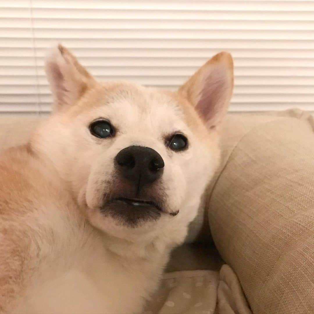 柴犬リリコのインスタグラム：「母さんの不意打ちショット🤳🏻に「へっ？！🐶💦」なリリコさん🤣」