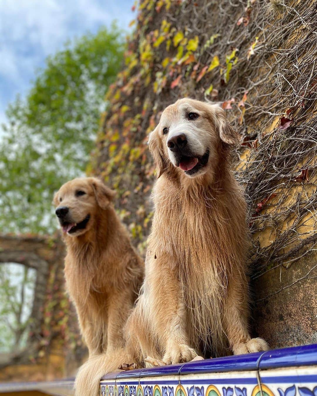 Bobさんのインスタグラム写真 - (BobInstagram)「Pra quem quer curtir o @hotelvillarossa também, olha só o que eles preparam pra quem quer passar dias iguais aos nossos aqui.   Cupom BOBeMARLEY  Veja as vantagens exclusivas para os seguidores do BOBeMARLEY  Programa experiências - flexível acima de 7 noites consecutivas ou pacotes: Taxa pet cortesia e parcelamento em até 12 vezes  Domingo a quinta - 4 noites - 50% de desconto na taxa pet e parcelamento em 6 vezes.  Importante:  * E você ainda ganhará uma garrafa de vinho selecionada pelo nosso Maitre Executivo e um mimo do Chef Alexandre Vicki no check-in (aproveita e faz surpresa para ele ou ela 😍)   * Check-in antecipado ou check-out postergado disponibilidade.  Obs:  * Valido para quem seguir o Villa Rossa e marcar dois amigos na foto do Prêmio do TripAdvisor, que foi postada no Instagram no dia 23/08/20. Vamos conferir heim hehehe *Exclusivo para reservas feitas até o dia 09/09. *Válido para reservas nos meses de setembro, outubro e novembro. *Reservas fechadas pelo whats app do Villa - mencionando o nome do Cupom e mandando Print da marcação no Instagram.  WhatsApp de reservas: (11) 96913-8522 Cupom BOBeMARLEY  Parceria Villa Rossa e BOBeMARLEY  #dogfriendly #hotelaria #turismo #gastronomia #homeoffice #longstay #saoroque #saopaulo #dicadeviagem #dogsofinstagram #petlovers」9月2日 6時30分 - bob_marley_goldenretriever