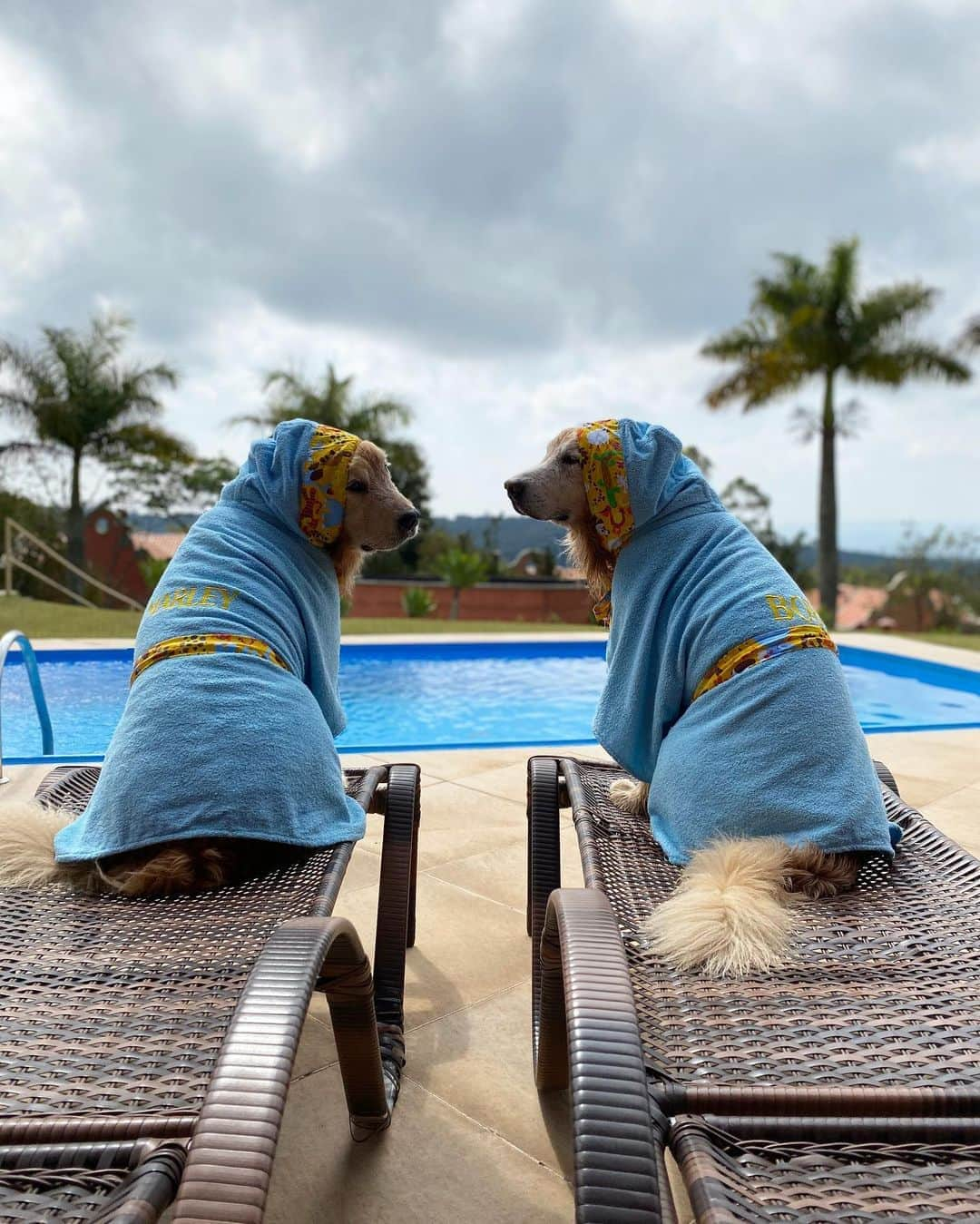 Bobさんのインスタグラム写真 - (BobInstagram)「Pra quem quer curtir o @hotelvillarossa também, olha só o que eles preparam pra quem quer passar dias iguais aos nossos aqui.   Cupom BOBeMARLEY  Veja as vantagens exclusivas para os seguidores do BOBeMARLEY  Programa experiências - flexível acima de 7 noites consecutivas ou pacotes: Taxa pet cortesia e parcelamento em até 12 vezes  Domingo a quinta - 4 noites - 50% de desconto na taxa pet e parcelamento em 6 vezes.  Importante:  * E você ainda ganhará uma garrafa de vinho selecionada pelo nosso Maitre Executivo e um mimo do Chef Alexandre Vicki no check-in (aproveita e faz surpresa para ele ou ela 😍)   * Check-in antecipado ou check-out postergado disponibilidade.  Obs:  * Valido para quem seguir o Villa Rossa e marcar dois amigos na foto do Prêmio do TripAdvisor, que foi postada no Instagram no dia 23/08/20. Vamos conferir heim hehehe *Exclusivo para reservas feitas até o dia 09/09. *Válido para reservas nos meses de setembro, outubro e novembro. *Reservas fechadas pelo whats app do Villa - mencionando o nome do Cupom e mandando Print da marcação no Instagram.  WhatsApp de reservas: (11) 96913-8522 Cupom BOBeMARLEY  Parceria Villa Rossa e BOBeMARLEY  #dogfriendly #hotelaria #turismo #gastronomia #homeoffice #longstay #saoroque #saopaulo #dicadeviagem #dogsofinstagram #petlovers」9月2日 6時30分 - bob_marley_goldenretriever