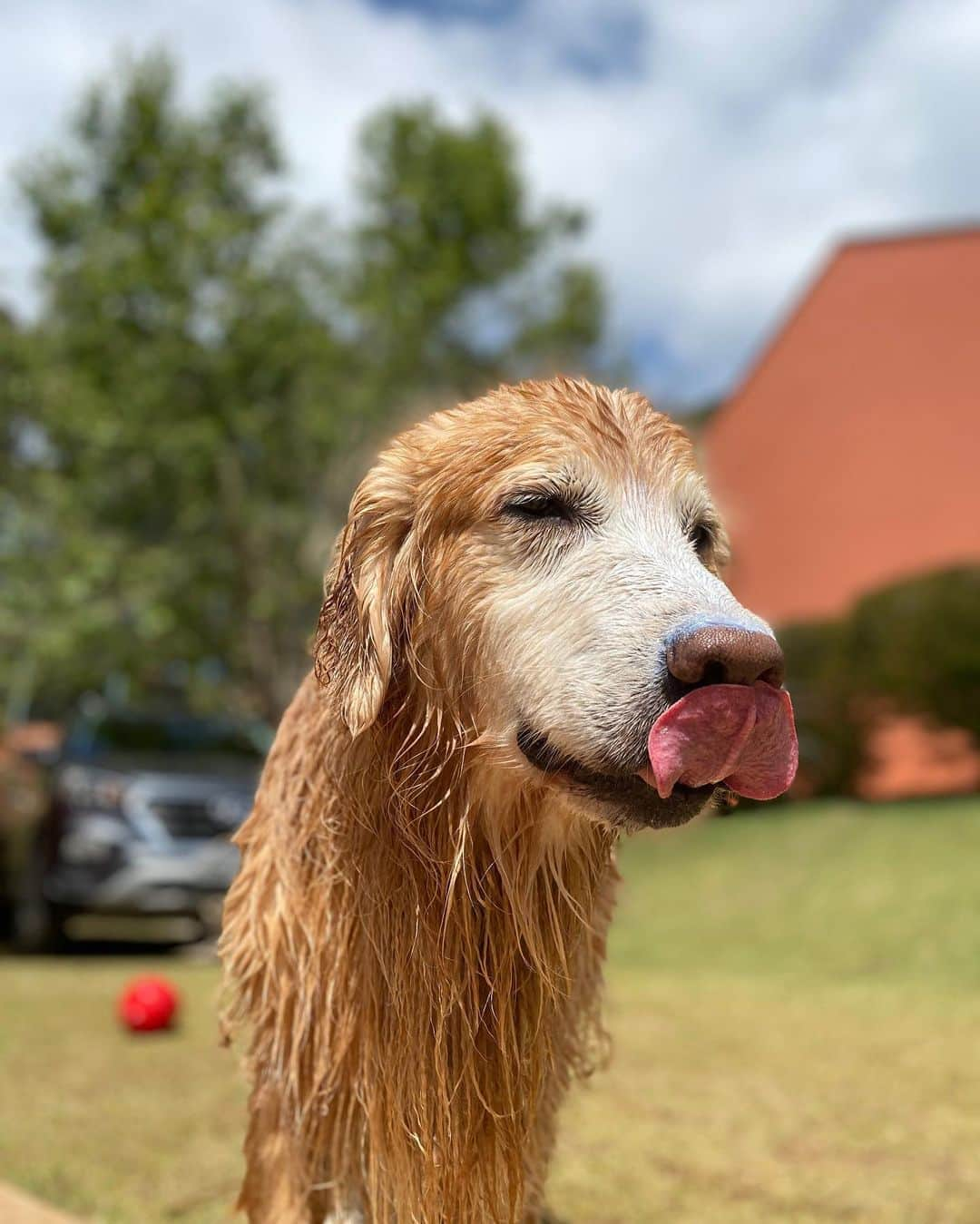 Bobさんのインスタグラム写真 - (BobInstagram)「Pra quem quer curtir o @hotelvillarossa também, olha só o que eles preparam pra quem quer passar dias iguais aos nossos aqui.   Cupom BOBeMARLEY  Veja as vantagens exclusivas para os seguidores do BOBeMARLEY  Programa experiências - flexível acima de 7 noites consecutivas ou pacotes: Taxa pet cortesia e parcelamento em até 12 vezes  Domingo a quinta - 4 noites - 50% de desconto na taxa pet e parcelamento em 6 vezes.  Importante:  * E você ainda ganhará uma garrafa de vinho selecionada pelo nosso Maitre Executivo e um mimo do Chef Alexandre Vicki no check-in (aproveita e faz surpresa para ele ou ela 😍)   * Check-in antecipado ou check-out postergado disponibilidade.  Obs:  * Valido para quem seguir o Villa Rossa e marcar dois amigos na foto do Prêmio do TripAdvisor, que foi postada no Instagram no dia 23/08/20. Vamos conferir heim hehehe *Exclusivo para reservas feitas até o dia 09/09. *Válido para reservas nos meses de setembro, outubro e novembro. *Reservas fechadas pelo whats app do Villa - mencionando o nome do Cupom e mandando Print da marcação no Instagram.  WhatsApp de reservas: (11) 96913-8522 Cupom BOBeMARLEY  Parceria Villa Rossa e BOBeMARLEY  #dogfriendly #hotelaria #turismo #gastronomia #homeoffice #longstay #saoroque #saopaulo #dicadeviagem #dogsofinstagram #petlovers」9月2日 6時30分 - bob_marley_goldenretriever