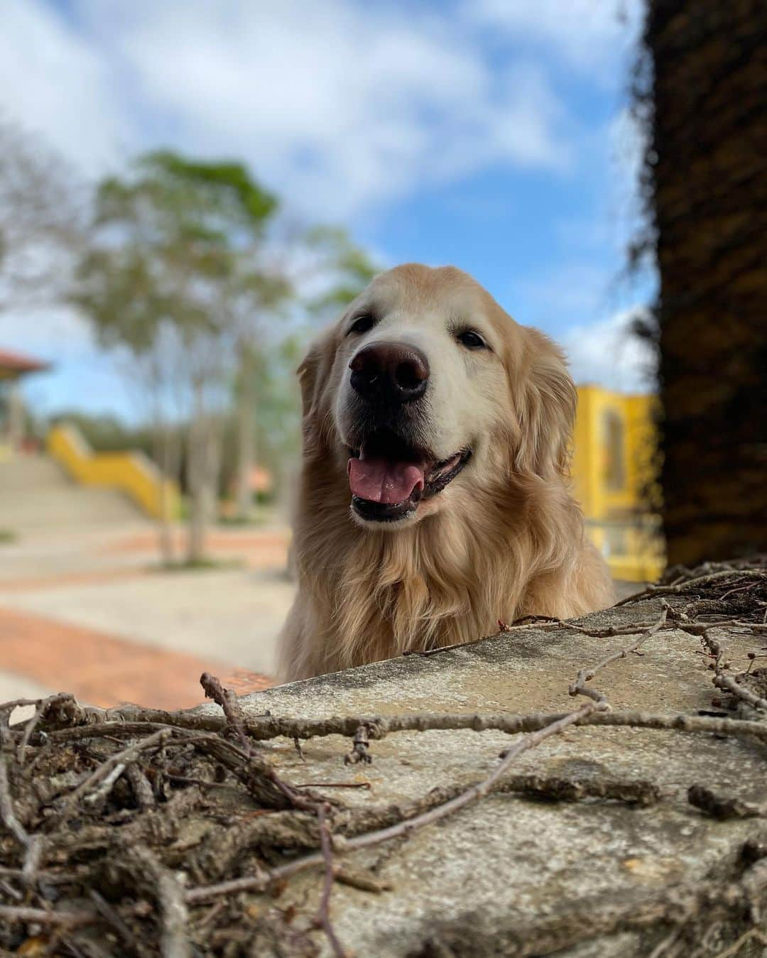 Bobさんのインスタグラム写真 - (BobInstagram)「Pra quem quer curtir o @hotelvillarossa também, olha só o que eles preparam pra quem quer passar dias iguais aos nossos aqui.   Cupom BOBeMARLEY  Veja as vantagens exclusivas para os seguidores do BOBeMARLEY  Programa experiências - flexível acima de 7 noites consecutivas ou pacotes: Taxa pet cortesia e parcelamento em até 12 vezes  Domingo a quinta - 4 noites - 50% de desconto na taxa pet e parcelamento em 6 vezes.  Importante:  * E você ainda ganhará uma garrafa de vinho selecionada pelo nosso Maitre Executivo e um mimo do Chef Alexandre Vicki no check-in (aproveita e faz surpresa para ele ou ela 😍)   * Check-in antecipado ou check-out postergado disponibilidade.  Obs:  * Valido para quem seguir o Villa Rossa e marcar dois amigos na foto do Prêmio do TripAdvisor, que foi postada no Instagram no dia 23/08/20. Vamos conferir heim hehehe *Exclusivo para reservas feitas até o dia 09/09. *Válido para reservas nos meses de setembro, outubro e novembro. *Reservas fechadas pelo whats app do Villa - mencionando o nome do Cupom e mandando Print da marcação no Instagram.  WhatsApp de reservas: (11) 96913-8522 Cupom BOBeMARLEY  Parceria Villa Rossa e BOBeMARLEY  #dogfriendly #hotelaria #turismo #gastronomia #homeoffice #longstay #saoroque #saopaulo #dicadeviagem #dogsofinstagram #petlovers」9月2日 6時30分 - bob_marley_goldenretriever