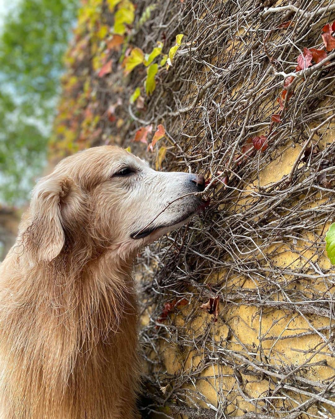 Bobさんのインスタグラム写真 - (BobInstagram)「Pra quem quer curtir o @hotelvillarossa também, olha só o que eles preparam pra quem quer passar dias iguais aos nossos aqui.   Cupom BOBeMARLEY  Veja as vantagens exclusivas para os seguidores do BOBeMARLEY  Programa experiências - flexível acima de 7 noites consecutivas ou pacotes: Taxa pet cortesia e parcelamento em até 12 vezes  Domingo a quinta - 4 noites - 50% de desconto na taxa pet e parcelamento em 6 vezes.  Importante:  * E você ainda ganhará uma garrafa de vinho selecionada pelo nosso Maitre Executivo e um mimo do Chef Alexandre Vicki no check-in (aproveita e faz surpresa para ele ou ela 😍)   * Check-in antecipado ou check-out postergado disponibilidade.  Obs:  * Valido para quem seguir o Villa Rossa e marcar dois amigos na foto do Prêmio do TripAdvisor, que foi postada no Instagram no dia 23/08/20. Vamos conferir heim hehehe *Exclusivo para reservas feitas até o dia 09/09. *Válido para reservas nos meses de setembro, outubro e novembro. *Reservas fechadas pelo whats app do Villa - mencionando o nome do Cupom e mandando Print da marcação no Instagram.  WhatsApp de reservas: (11) 96913-8522 Cupom BOBeMARLEY  Parceria Villa Rossa e BOBeMARLEY  #dogfriendly #hotelaria #turismo #gastronomia #homeoffice #longstay #saoroque #saopaulo #dicadeviagem #dogsofinstagram #petlovers」9月2日 6時30分 - bob_marley_goldenretriever