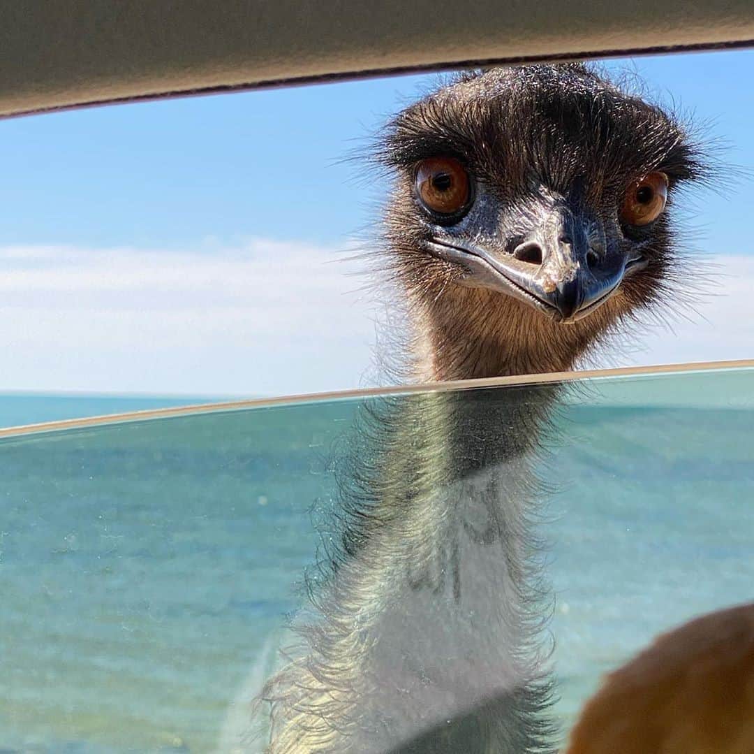 Australiaさんのインスタグラム写真 - (AustraliaInstagram)「“Need some directions, darl?” 🤷 No need to worry if your map reading skills aren’t up to scratch - in @westernaustralia’s #MonkeyMia, the friendly locals are more than happy to offer their assistance! This curious #emu followed @teachertradieand2littleladies along the beach in @australiascoralcoast, where they described her warm and welcoming behaviour as “the highlight of our day”. These beautiful birds are not the only wildlife you’ll encounter in #SharkBayWA, the @waparkswildlife dolphin feeding experience is a must-do in this neck of the woods. #seeaustralia #thisiswa #australiascoralcoast #wildlife」9月2日 5時00分 - australia