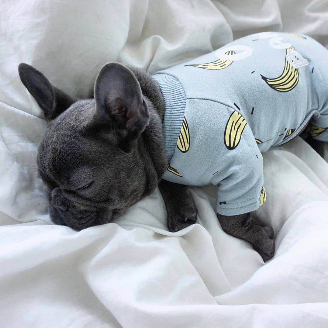 French Bulldogさんのインスタグラム写真 - (French BulldogInstagram)「Saint is waking up in style with All Over Printed Banana Pajamas by @frenchie.world @imsaint.thefrenchie . . . . . #frenchie #frenchies #französischebulldogge #frenchbulldog #frenchbulldogs #dog #dogsofinstagram #frenchieworld #bully #bulldog #bulldogfrances #フレンチブルドッグ #フレンチブルドッグ #フレブル #ワンコ #frenchiesgram #frenchbulldogsofinstagram #ilovemyfrenchie #batpig #buhi #squishyfacecrewbulldog」9月2日 5時50分 - frenchie.world