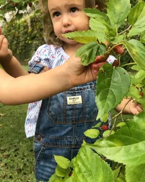 シェイラ・カストロのインスタグラム：「Gente, me desculpem ser monotemática, ontem foi foto das pitucas lambuzadas de amora e hoje é esse vídeo pegando amora do pé! Olha se tem coisa mais linda? #albumdalizeninna #maedemenina #maedefemeas」
