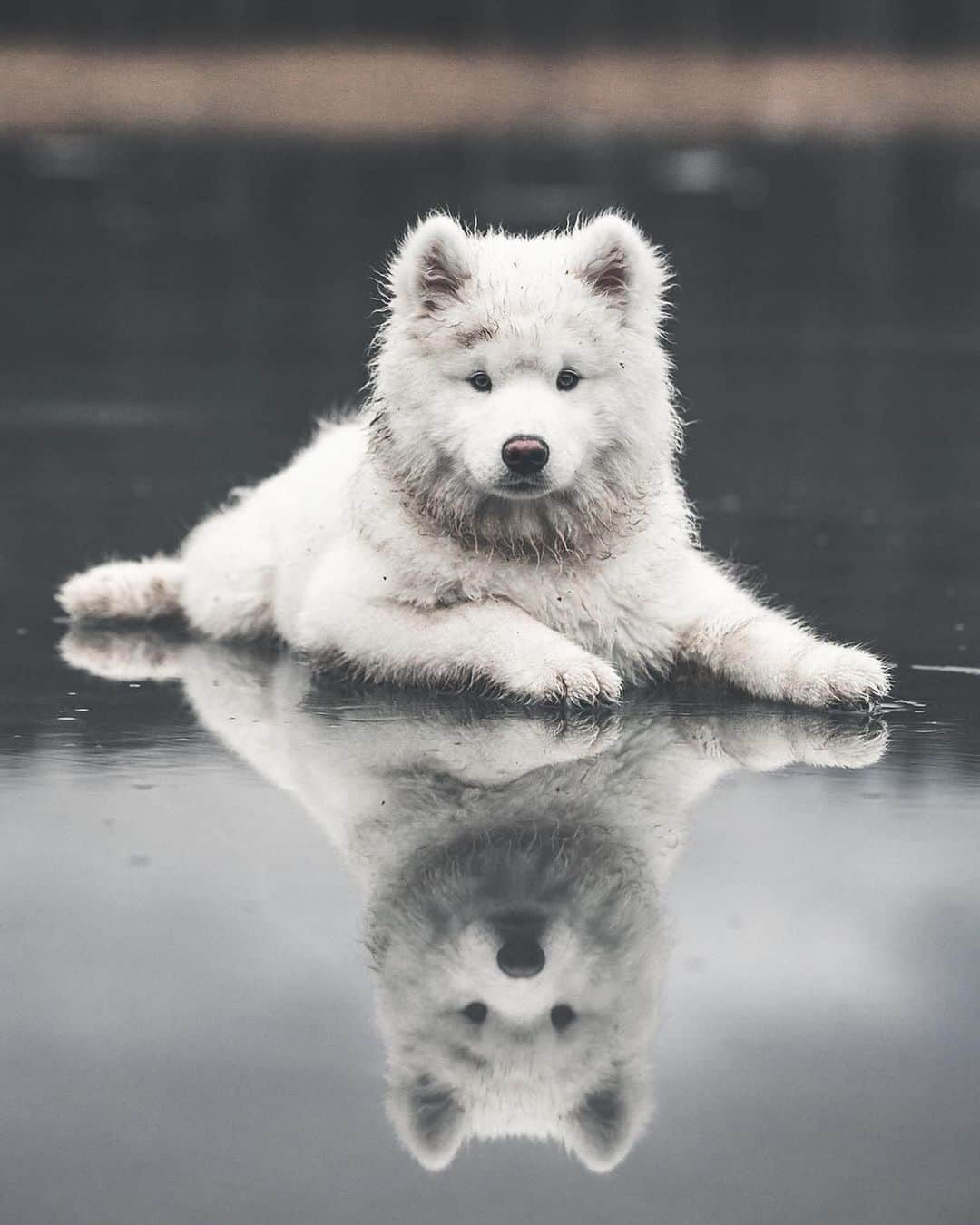 Canon Photographyさんのインスタグラム写真 - (Canon PhotographyInstagram)「Samoyed Edwin from Finland 🇫🇮 Photography // @edwinsamoyed Curated by @steffeneisenacher  #samoyed #nordicdogs #finland #dogsofinstagram #petsofinstagram #reflectiongram」9月2日 6時10分 - cpcollectives